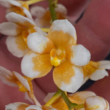 Select Barrita Orchids Sarcochilus INDP/155