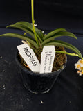 Select Barrita Orchids Sarcochilus INDP/155