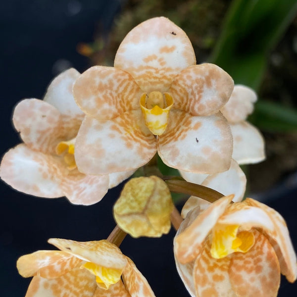 Select Barrita Orchids Sarcochilus INDP/156