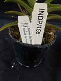 Select Barrita Orchids Sarcochilus INDP/156