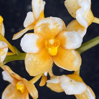 Select Barrita Orchids Sarcochilus INDP/157