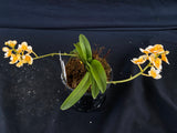 Select Barrita Orchids Sarcochilus INDP/157