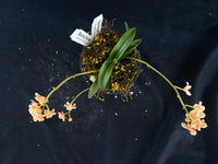 Select Barrita Orchids Sarcochilus INDP/158