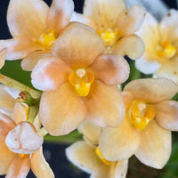 Select Barrita Orchids Sarcochilus INDP/159