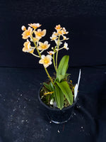 Select Barrita Orchids Sarcochilus INDP/159
