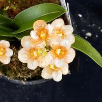 Select Barrita Orchids Sarcochilus INDP/160