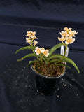 Select Barrita Orchids Sarcochilus INDP/160