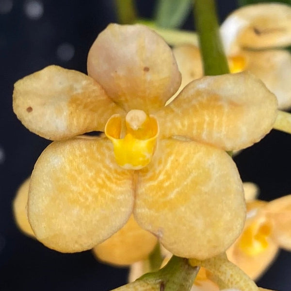 Select Barrita Orchids Sarcochilus INDP/161