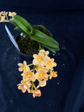 Select Barrita Orchids Sarcochilus INDP/161