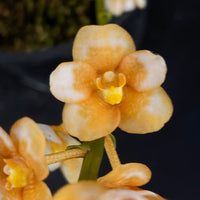 Select Barrita Orchids Sarcochilus INDP/162