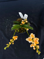 Select Barrita Orchids Sarcochilus INDP/162