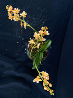 Select Barrita Orchids Sarcochilus INDP/163