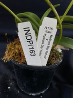 Select Barrita Orchids Sarcochilus INDP/163