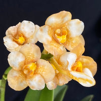 Select Barrita Orchids Sarcochilus INDP/164