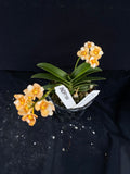 Select Barrita Orchids Sarcochilus INDP/164