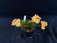 Select Barrita Orchids Sarcochilus INDP/165