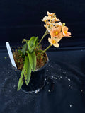 Select Barrita Orchids Sarcochilus INDP/165