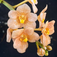 Select Barrita Orchids Sarcochilus INDP/166