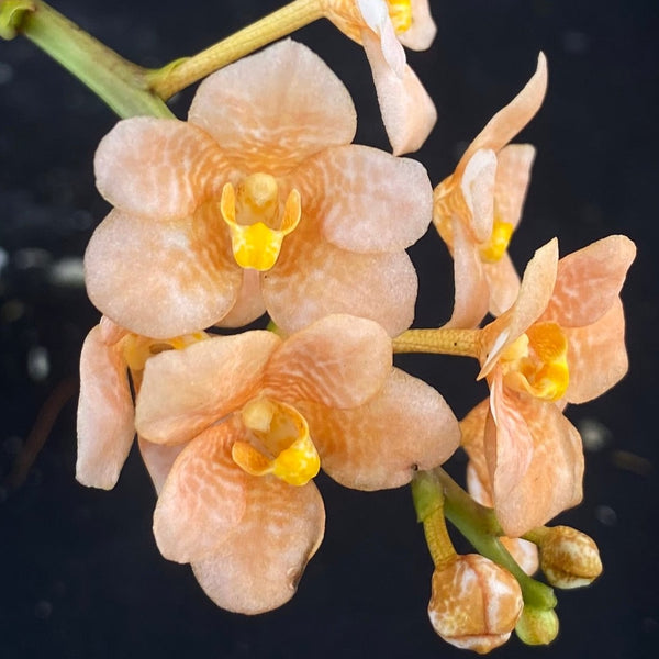 Select Barrita Orchids Sarcochilus INDP/166
