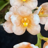 Select Barrita Orchids Sarcochilus INDP/167