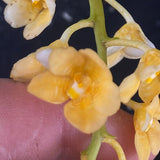 Select Barrita Orchids Sarcochilus INDP/168