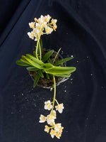 Select Barrita Orchids Sarcochilus INDP/168