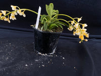 Select Barrita Orchids Sarcochilus INDP/168