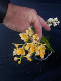Select Barrita Orchids Sarcochilus INDP/168
