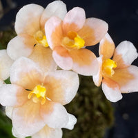 Select Barrita Orchids Sarcochilus INDP/169