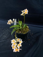 Select Barrita Orchids Sarcochilus INDP/169