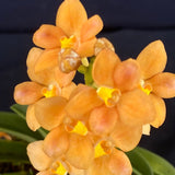 Select Barrita Orchids Sarcochilus INDP/170