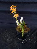 Select Barrita Orchids Sarcochilus INDP/170