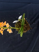 Select Barrita Orchids Sarcochilus INDP/170