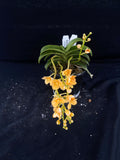 Select Barrita Orchids Sarcochilus INDP/171