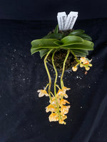 Select Barrita Orchids Sarcochilus INDP/171