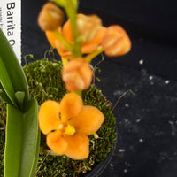 Select Barrita Orchids Sarcochilus INDP/172