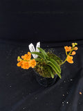 Select Barrita Orchids Sarcochilus INDP/172