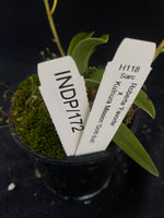 Select Barrita Orchids Sarcochilus INDP/172