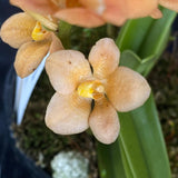Select Barrita Orchids Sarcochilus INDP/173