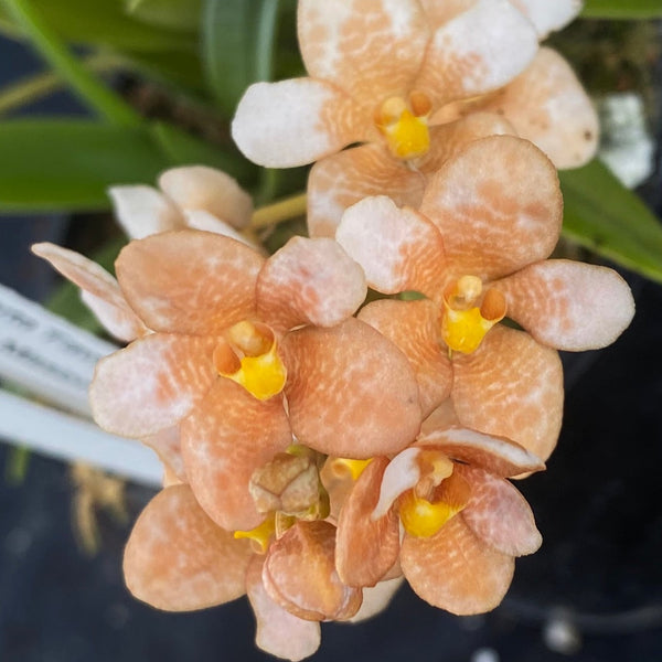 Select Barrita Orchids Sarcochilus INDP/174