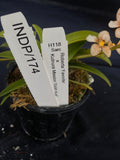 Select Barrita Orchids Sarcochilus INDP/174