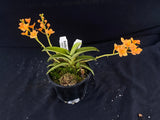 Select Barrita Orchids Sarcochilus INDP/175