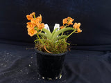 Select Barrita Orchids Sarcochilus INDP/176