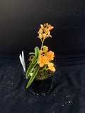 Select Barrita Orchids Sarcochilus INDP/178
