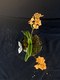 Select Barrita Orchids Sarcochilus INDP/178