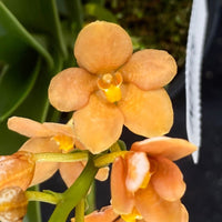 Select Barrita Orchids Sarcochilus INDP/179