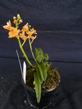 Select Barrita Orchids Sarcochilus INDP/179
