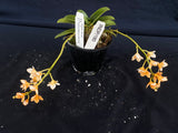 Select Barrita Orchids Sarcochilus INDP/180