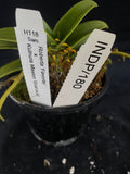 Select Barrita Orchids Sarcochilus INDP/180