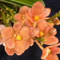 Select Barrita Orchids Sarcochilus INDP/181